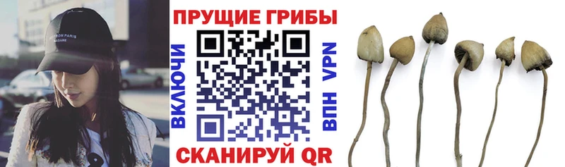 Псилоцибиновые грибы прущие грибы  Купить закладки  Сенгилей 